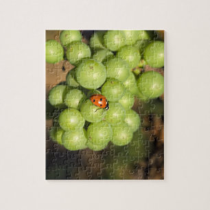 Close up of lady bug on green Pinot Noir grapes Jigsaw Puzzle