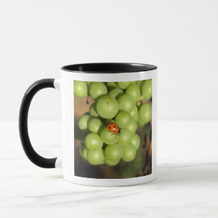 Close up of lady bug on green Pinot Noir grapes Mug