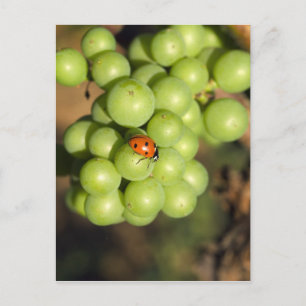 Close up of lady bug on green Pinot Noir grapes Postcard