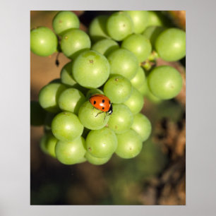 Close up of lady bug on green Pinot Noir grapes Poster