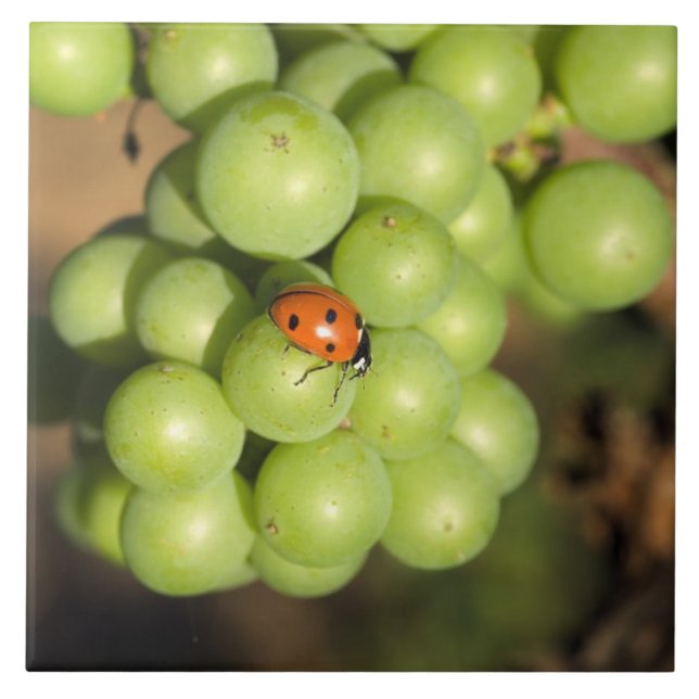 Close up of lady bug on green Pinot Noir grapes Tile (Front)