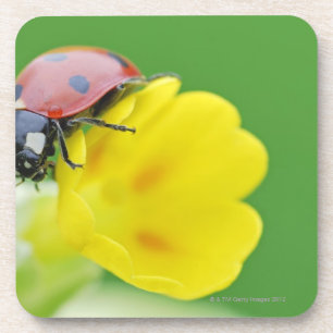 Close-Up of Ladybug Coaster
