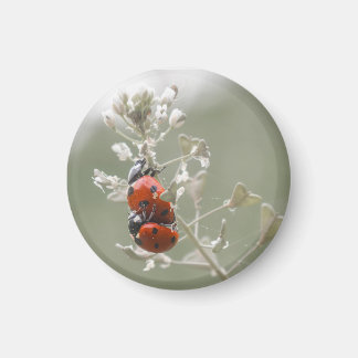 Close-up of ladybugs on plant magnet