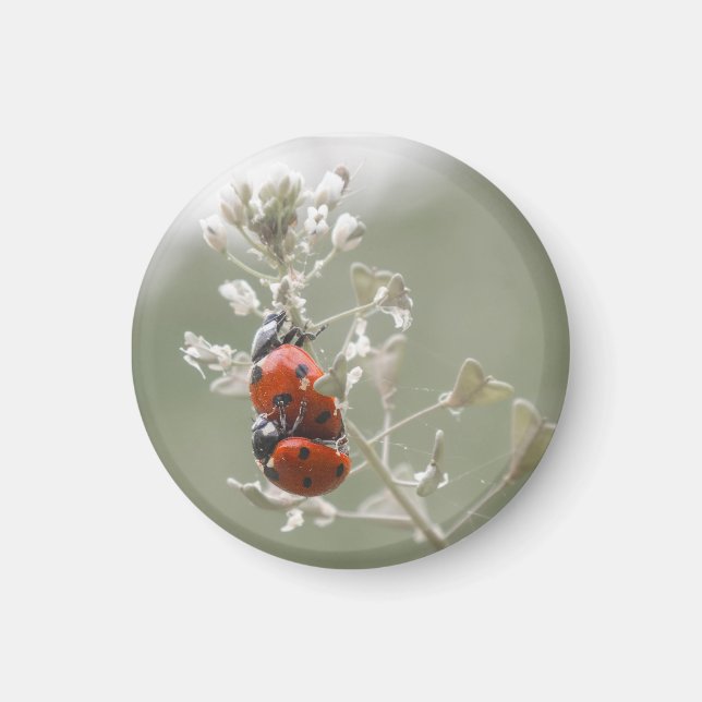 Close-up of ladybugs on plant magnet (Front)