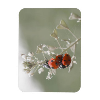 Close-up of ladybugs on plant magnet