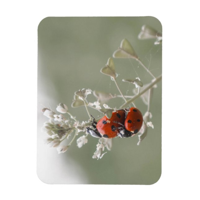Close-up of ladybugs on plant magnet (Vertical)
