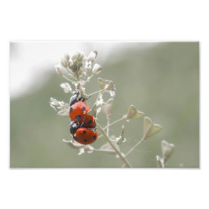Close-up of ladybugs on plant photo print