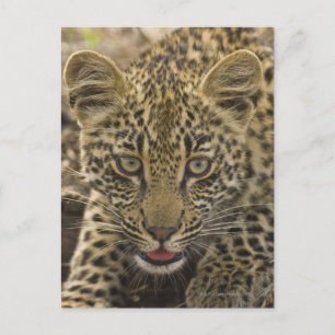 Close up of Leopard, Greater Kruger National 2 Postcard