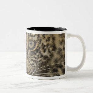 Close up of Leopard, Greater Kruger National 2 Two-Tone Coffee Mug