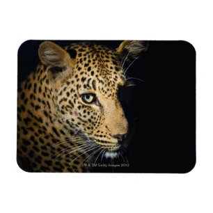Close up of Leopard, Greater Kruger National Magnet