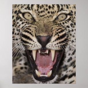Close up of leopard growling poster