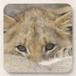 Close up of lion cub's face coaster