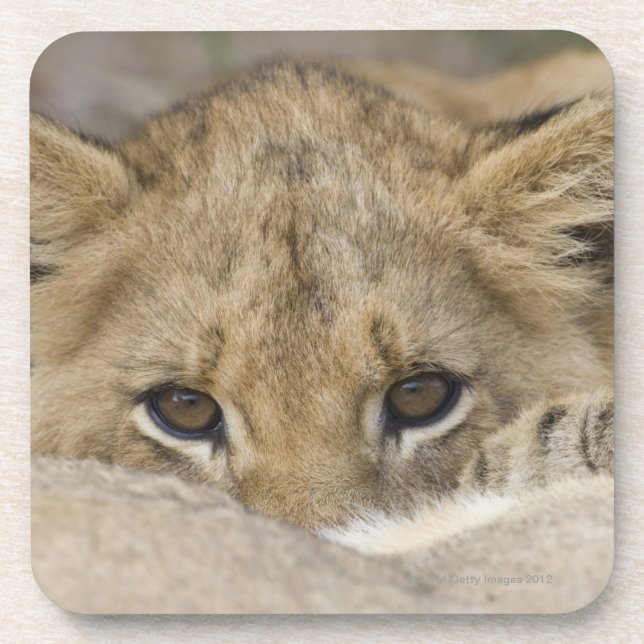 Close up of lion cub's face coaster (Front)