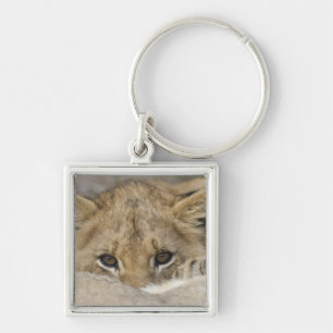 Close up of lion cub's face key ring
