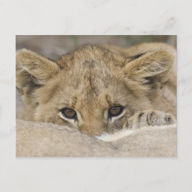 Close up of lion cub's face postcard (Front)