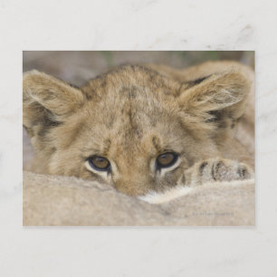 Close up of lion cub's face postcard