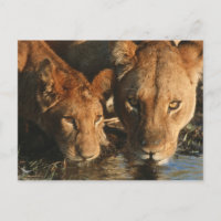 Close up of Lioness (Panthera leo) and cub