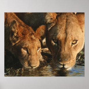 Close up of Lioness (Panthera leo) and cub Poster