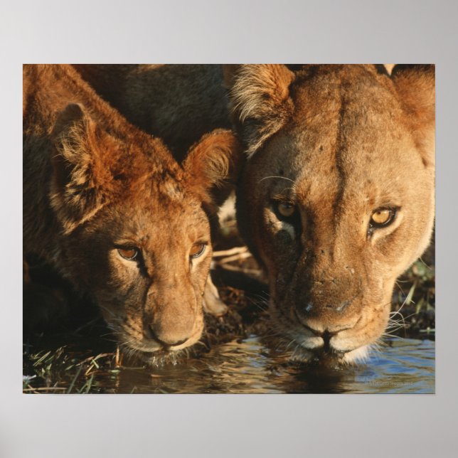 Close up of Lioness (Panthera leo) and cub Poster (Front)