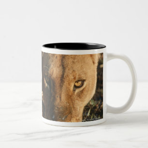 Close up of Lioness (Panthera leo) and cub Two-Tone Coffee Mug