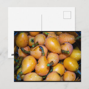 Close up of Loquat Fruit Postcard