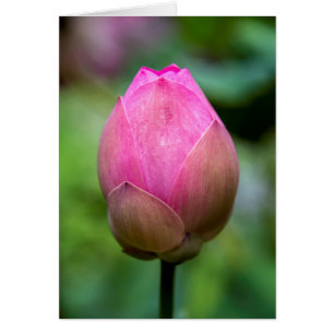 Close-up of lotus flower bud, Bali