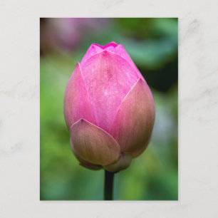 Close-up of lotus flower bud, Bali Postcard