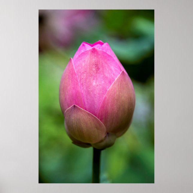 Close-up of lotus flower bud, Bali Poster (Front)