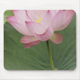 Close up of Lotus flower, Nelumbo nucifera), Mouse Mat