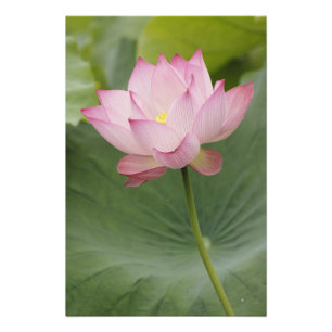 Close up of Lotus flower, Nelumbo nucifera), Photo Print