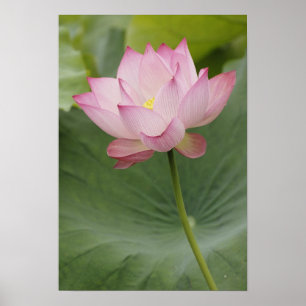 Close up of Lotus flower, Nelumbo nucifera), Poster