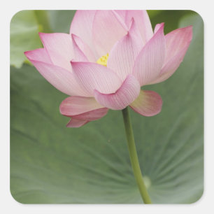 Close up of Lotus flower, Nelumbo nucifera), Square Sticker