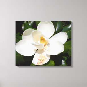 close-up of magnolia grandiflora on canvas print