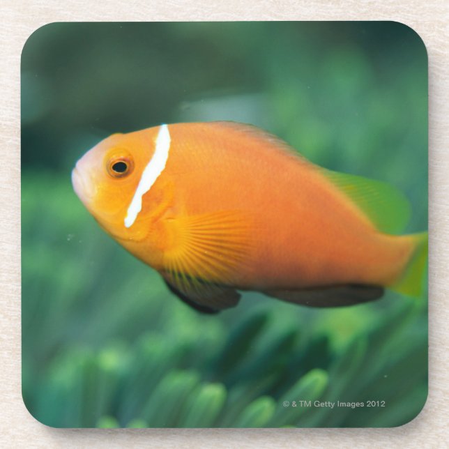 Close up of Maldives anemone fish, Maldives 2 Coaster (Front)
