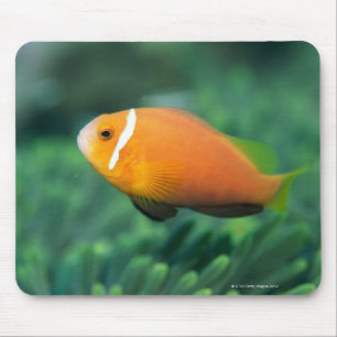 Close up of Maldives anemone fish, Maldives 2 Mouse Mat