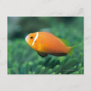 Close up of Maldives anemone fish, Maldives 2 Postcard