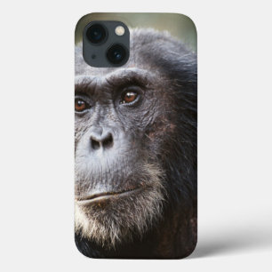 Close-up of male Chimpanzee iPhone 13 Case