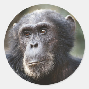 Close-up of male Chimpanzee Classic Round Sticker