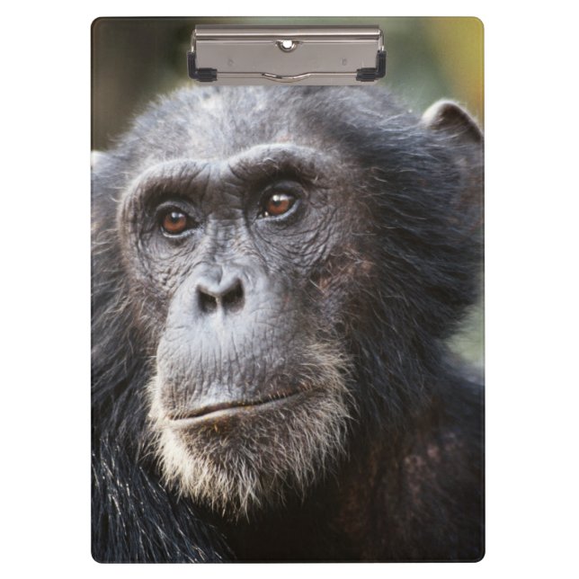 Close-up of male Chimpanzee Clipboard (Front)