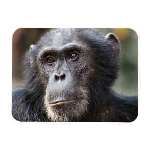 Close-up of male Chimpanzee Magnet