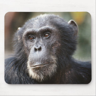 Close-up of male Chimpanzee Mouse Mat