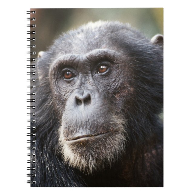 Close-up of male Chimpanzee Notebook (Front)