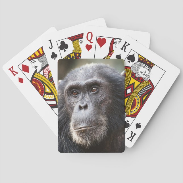 Close-up of male Chimpanzee Playing Cards (Back)