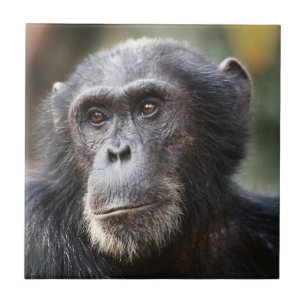 Close-up of male Chimpanzee Tile
