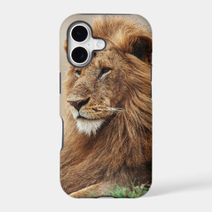 Close-up of male Lion