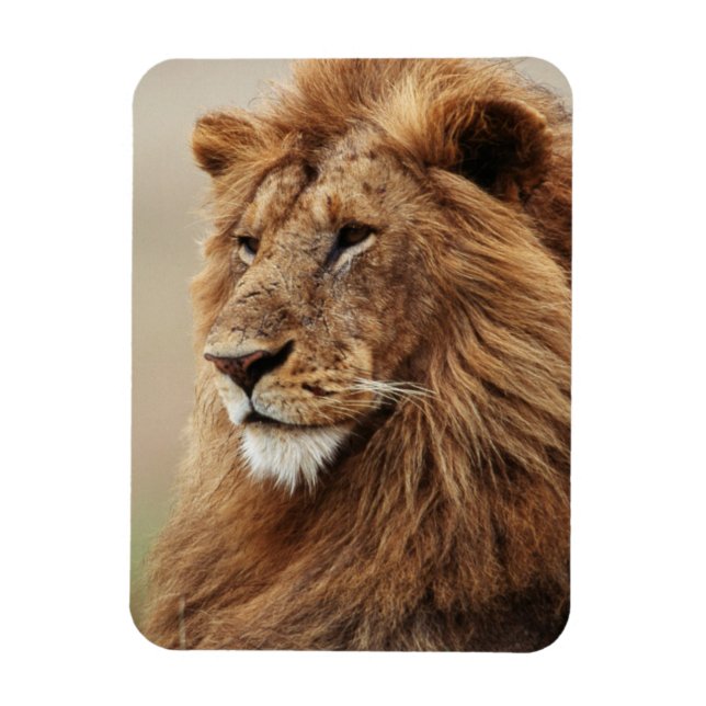 Close-up of male Lion Magnet (Vertical)