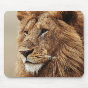Close-up of male Lion Mouse Mat