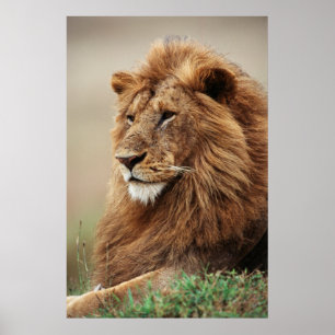 Close-up of male Lion Poster