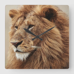 Close-up of male Lion Square Wall Clock