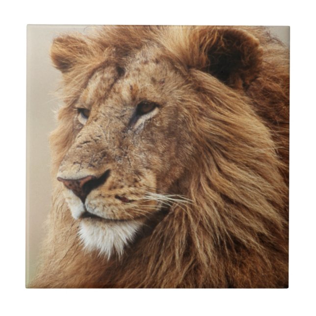 Close-up of male Lion Tile (Front)